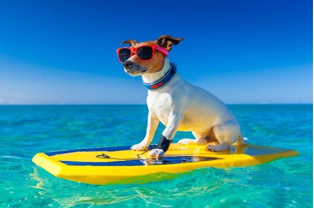 Dog-Friendly Beaches in Hawaii